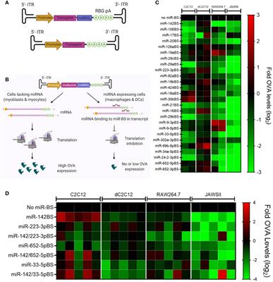 Novel Combinatorial MicroRNA-Binding Sites in AAV Vectors Synergistically Diminish Antigen Presentation and Transgene Immunity for Efficient and Stable Transduction